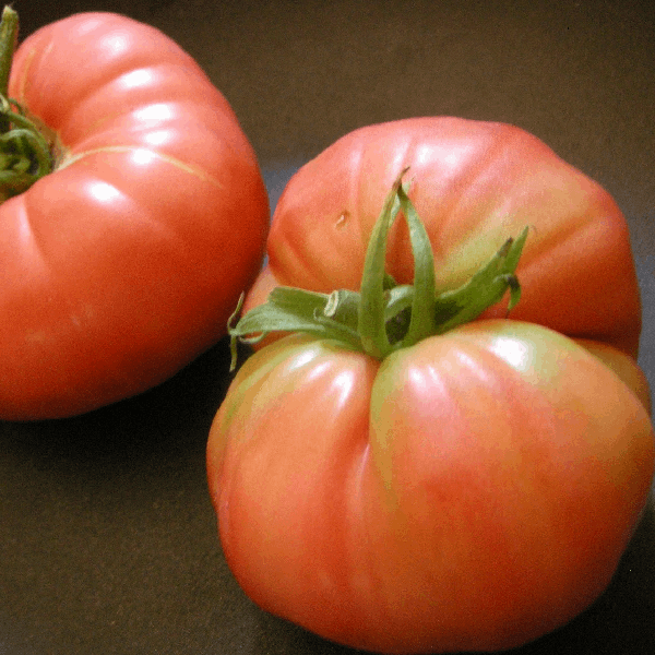 Rosa de Barbastro tomato organic Sow Diverse