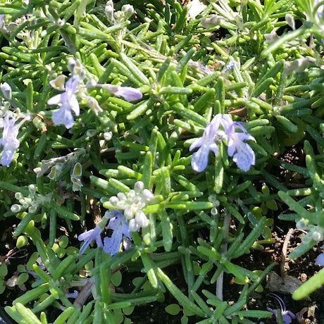 organic rosemary seeds rosmarinus officinalis @ sowdiverse.ie