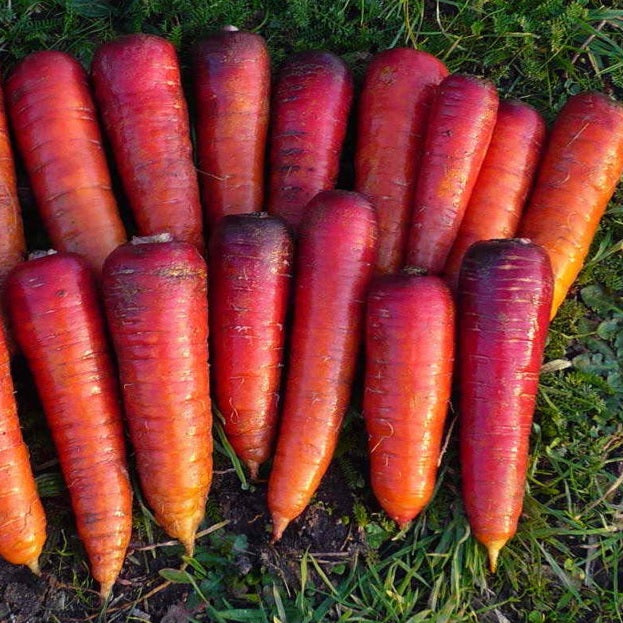 Rouge Sang Carrot organic Sow Diverse