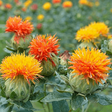 Safflower organic Sow Diverse