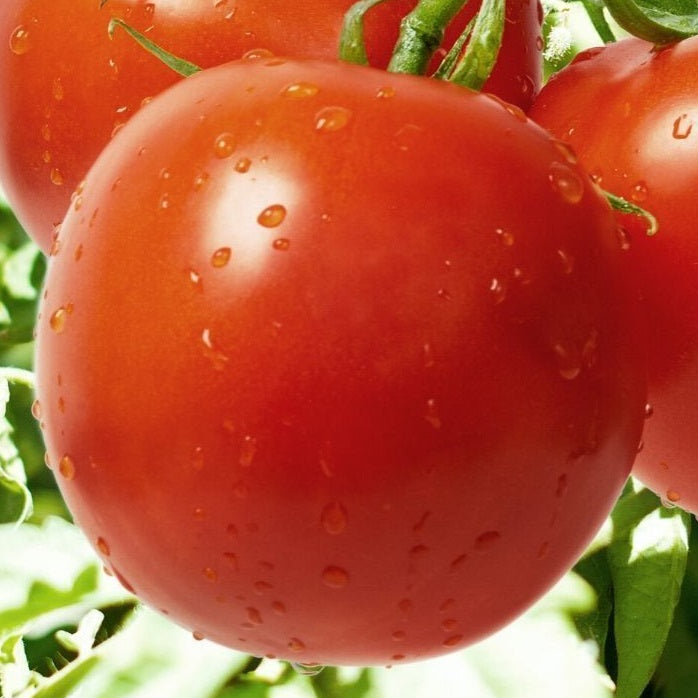 Saint Pierre Tomato organic Sow Diverse