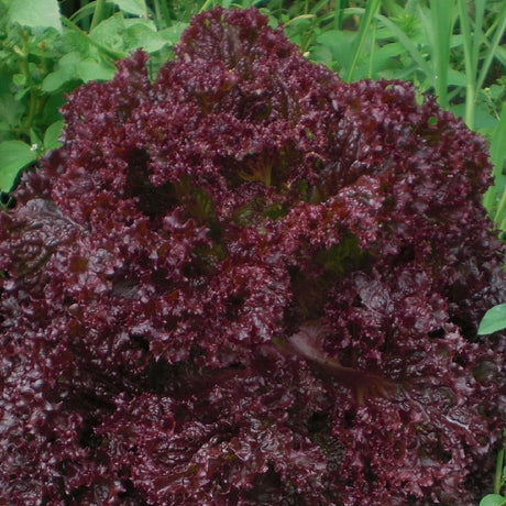 Scarlet Kale Sow Diverse