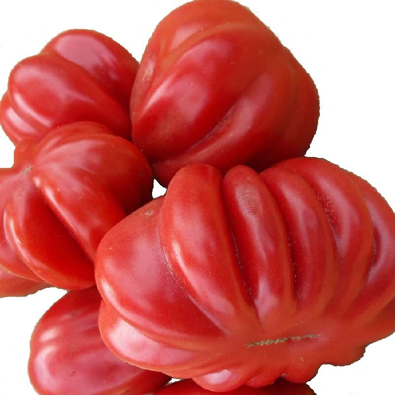 Serrated Buhrer Tomato organic Sow Diverse