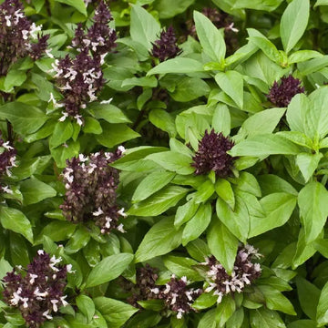 Culinary Herbs seeds ireland organic Page 3 Sow Diverse