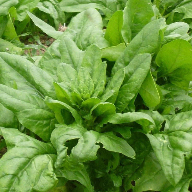 Spinach Matador organic Sow Diverse
