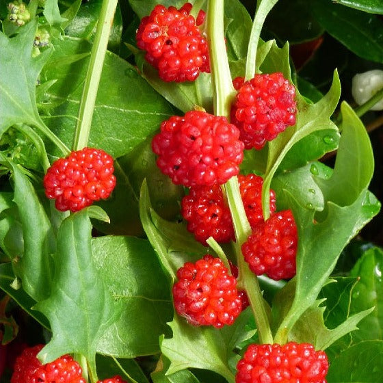 Strawberry Spinach Fruit Sow Diverse