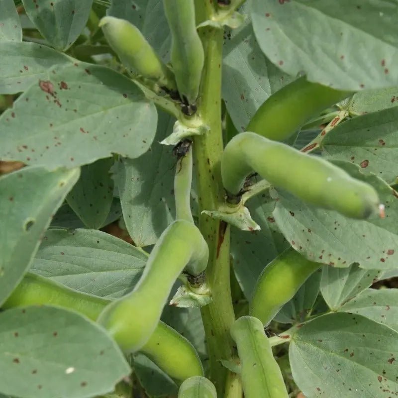 Superaguadulce Broad Bean organic Sow Diverse