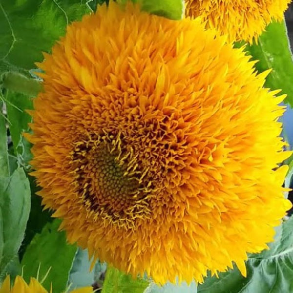 Sunflower Teddy Bear organic seeds @ sowdiverse.ie