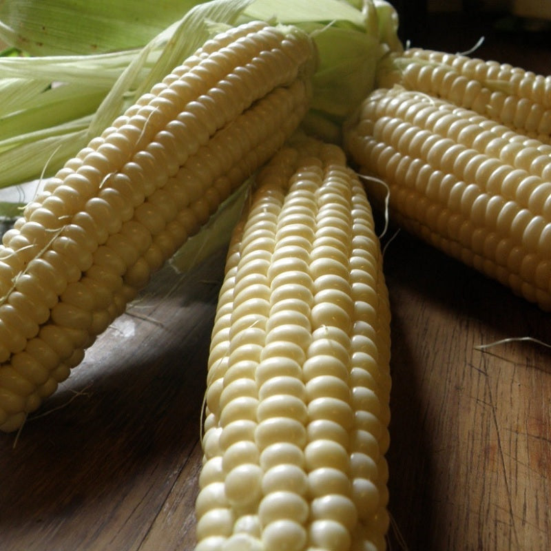 Tia Maria Sweet Corn organic Sow Diverse