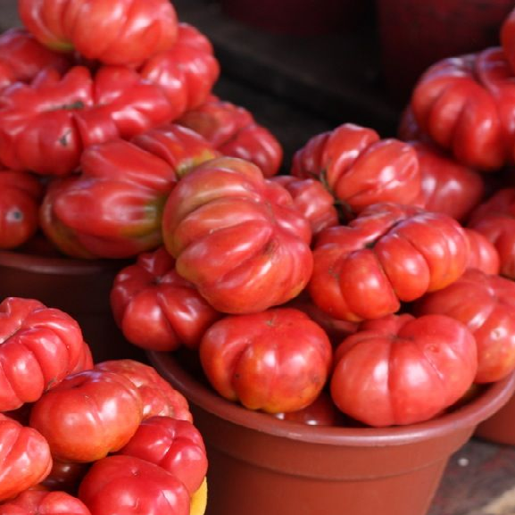 Criollo de Oaxaca Tomato organic Sow Diverse