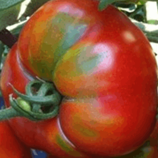 Late Tomato of Riells organic Sow Diverse