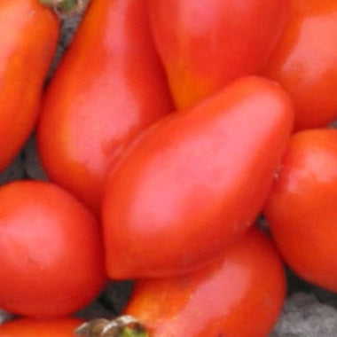 Tondino Di Manduria tomato organic Sow Diverse