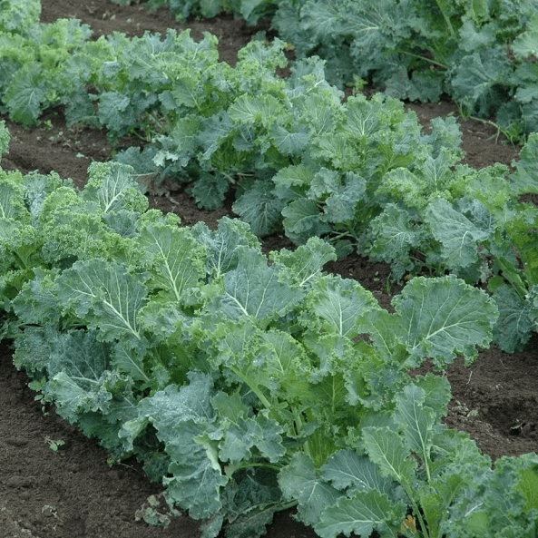 Torzella Italian Cabbage Sow Diverse