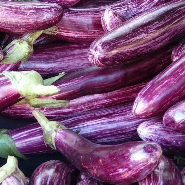 Tsaksoniki aubergine seeds heirloom @ sowdiverse.ie