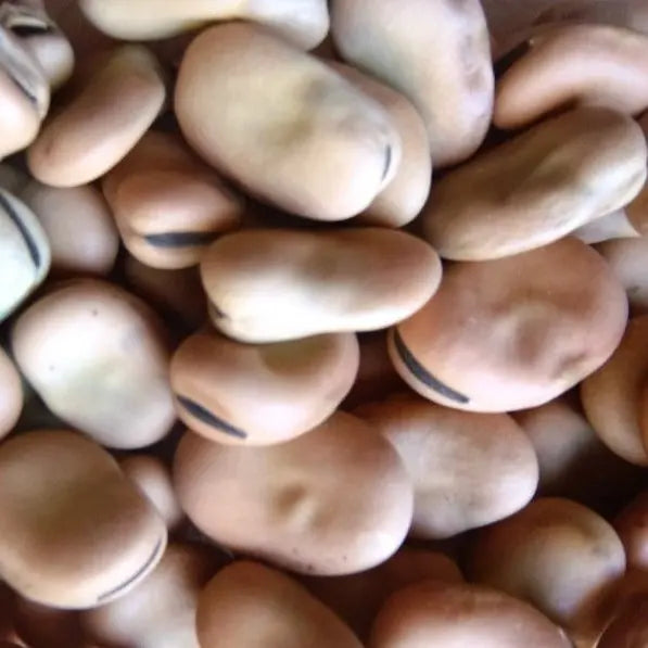 Tugas Broad Bean organic Sow Diverse