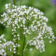 Valerian Sow Diverse
