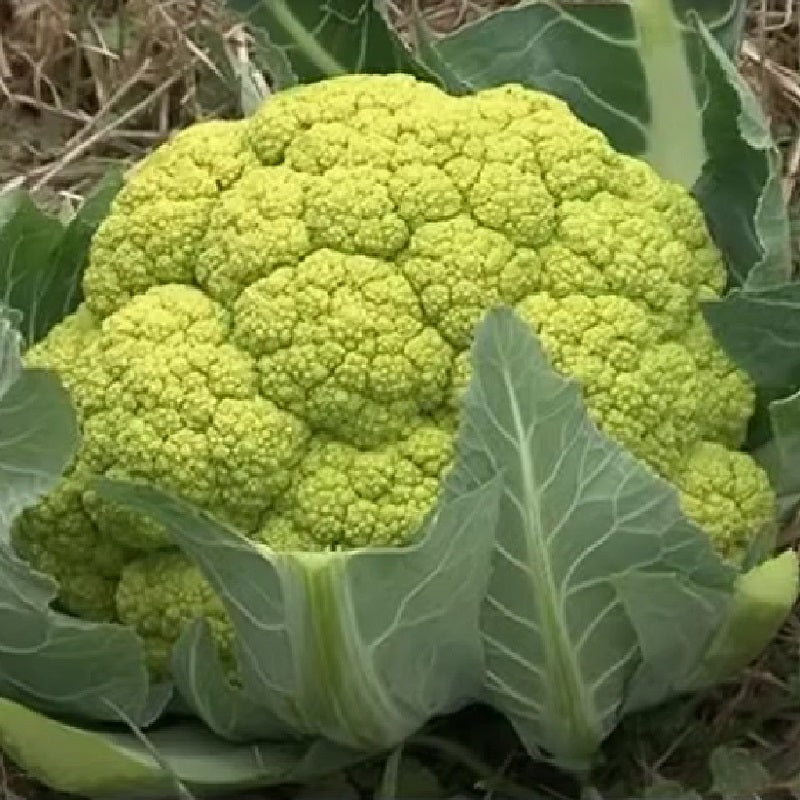 Verde Di Macerata cauliflower organic Sow Diverse