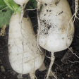 Vertus Marteau Turnip Sow Diverse