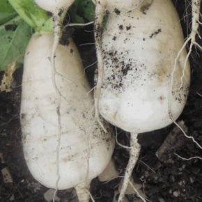 Vertus Marteau Turnip Sow Diverse