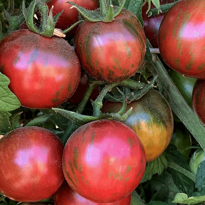 Violet Jasper tomato organic Sow Diverse