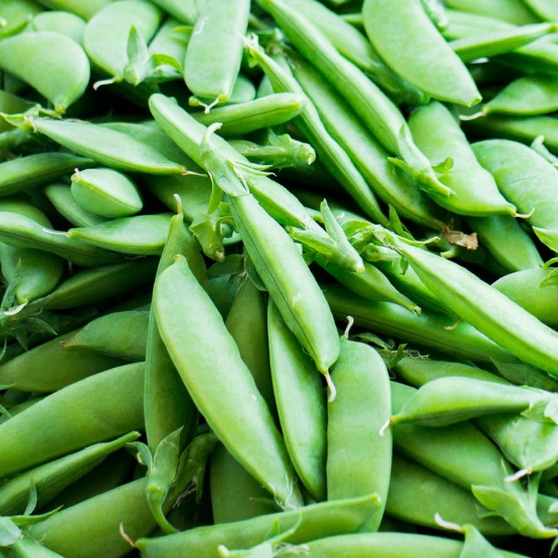 Weggiser Mangetout Sugar Pea organic Sow Diverse