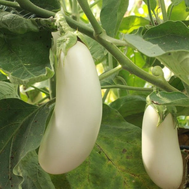 White Aubergine organic Sow Diverse