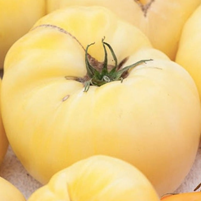 White Beauty tomato or Snowball Tomato organic Sow Diverse