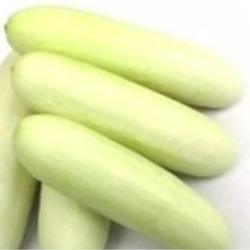 White cucumber organic Sow Diverse