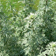Wormwood Sow Diverse