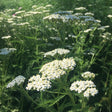 Yarrow organic Sow Diverse