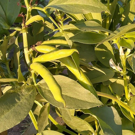 alforja broad bean seeds @ sowdiverse.ie
