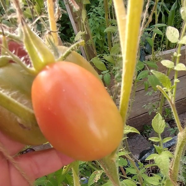 ampolla tomato seeds @ sowdiverse.ie