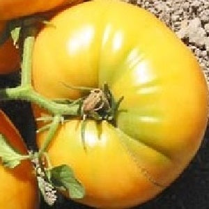 Big white pink stripes tomato seeds heirloom @ sowdiverse.ie