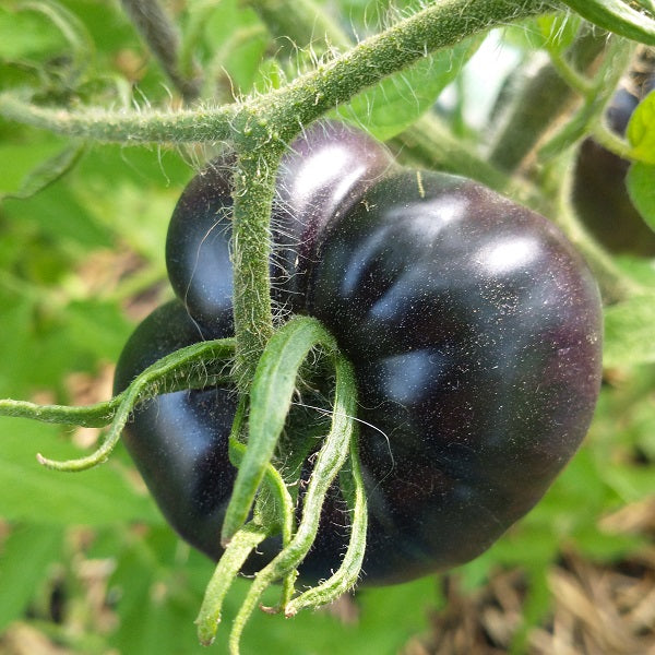 Black beauty tomato seeds @sowdiverse.ie