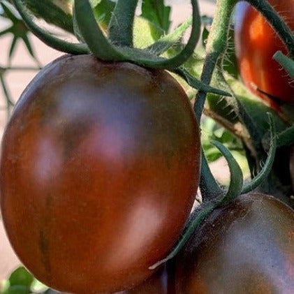 Black Plum Tomato organic Sow Diverse