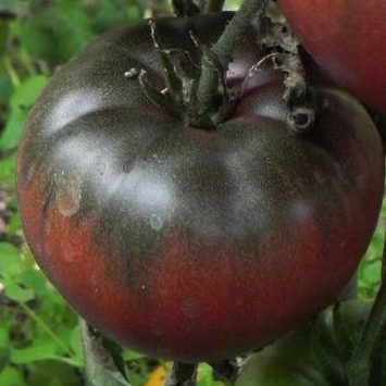 black sea man tomato seeds heirloom @ sowdiverse.ie