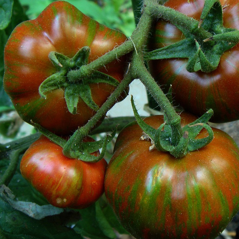 Black Zebra Tomato organic Sow Diverse