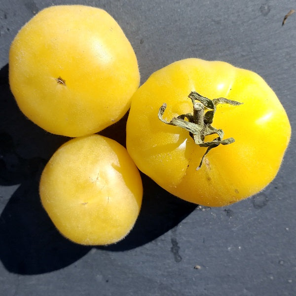 blanche de picardie seeds @ sowdiverse.ie