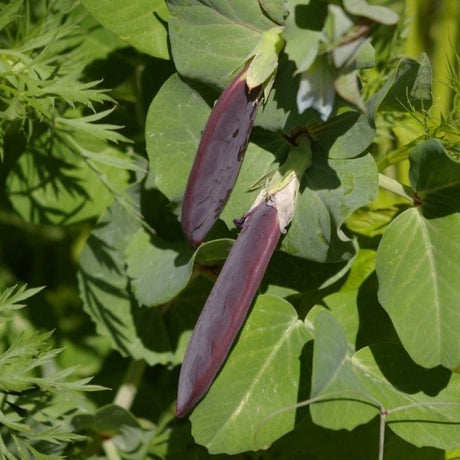 Blauwschokker Pea organic seeds @ sow Diverse