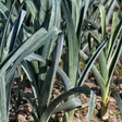 Bleu de solaise leek seeds ireland @ sowdiverse.ie