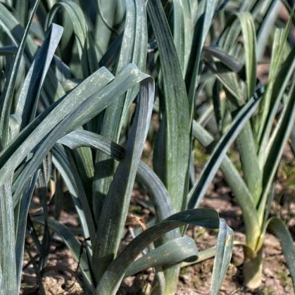 Bleu de solaise leek seeds ireland @ sowdiverse.ie