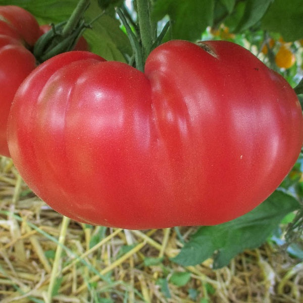 Brandywine Joyce Tomato organic Sow Diverse