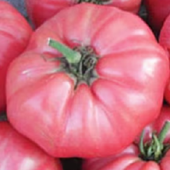 Brandywine, Sudduth Strain - Organic Heirloom Tomato Seeds