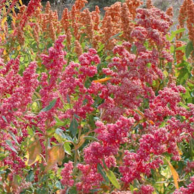 brightest brillant rainbow quinoa seeds OSSI @ sowdiverse.ie