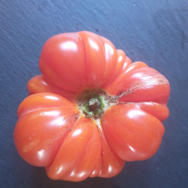 burmese sour tomato seeds heirloom @ sowdiverse.ie