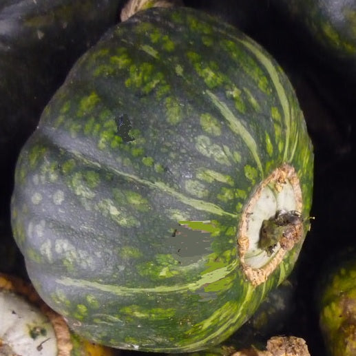 buttercup squash organic seeds @ sowdiverse.ie