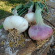 Campeny onion organic Sow Diverse