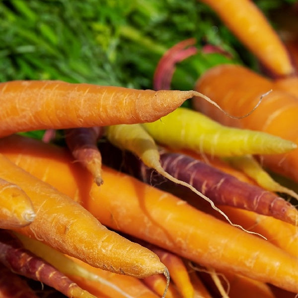 carrot mix seeds organic carrots seeds @ Sowdiverse.ie