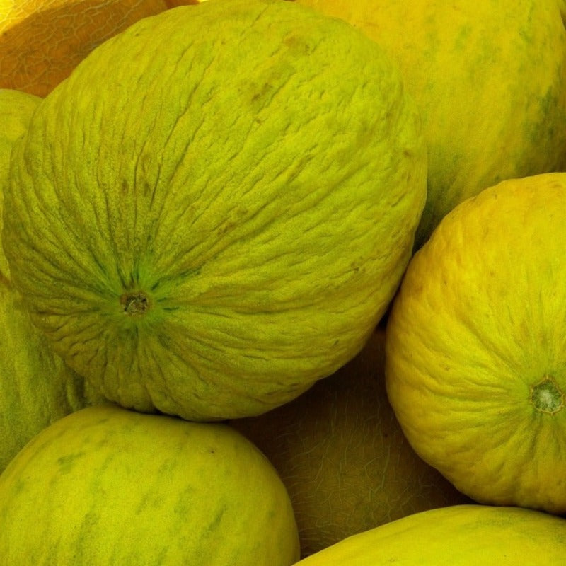 Casaba Golden Beauty Melon Sow Diverse