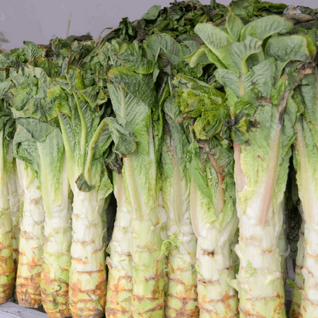 celtuce lettuce seeds organic @ sowdiverse.ie